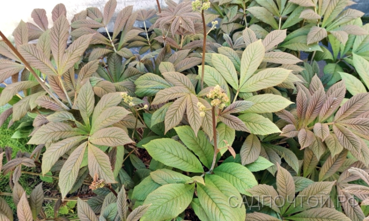 Роджерсия перистая, Rodgersia pinnata Мощный корневищный многолетник с крупными ажурными листьями и высокими цветоносами.
- Отличается от других видов роджерсии строением листьев - листовые пластинки расположены последовательно на горизонтальном продолжении вертикального черешка.
- Высота без цветоносов 50-70 см, с цветами 90-100 см 
- Цветение конец июня-июль.
- Цветы белые в больших метельчатых соцветиях.
- Зимостойка без укрытия.
- Размножается делением весной и осенью.


