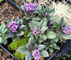 Пузырница физалисовая,  Physochlaina physaloides