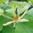 Магнолия заостренная или огуречная, Magnolia acuminata - Магнолия заостренная или огуречная, Magnolia acuminata