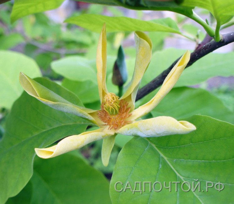 Магнолия заостренная или огуречная, Magnolia acuminata Наиболее зимостойкая из магнолий. Листопадная. Более зимостойкая, чем магнолии кобус и Зибольда.
- Цветы желтые в середине и желтовато-зеленые снаружи, 8-10 см. 
- Листья крупные, плотные, 15-20 см в длину и 10 см в ширину. 
- Растет быстро, в хороших условиях это высокое дерево.
- Регулярно цветущий и плодоносящий экземпляр этой магнолии есть в ботаническом саду Петербурга. 

Наше видео о магнолиях в Петербурге: 

	
