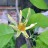Магнолия заостренная или огуречная, Magnolia acuminata - Магнолия заостренная или огуречная, Magnolia acuminata. Цветок и бутон.