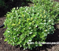 Ива филиколистная или двуцветная "Breckavier", Salix phylicifolia "Breckavier"