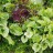 Бруннера крупнолистная «Джек Фрост», набор из трех растений - Brunnera_macrophylla_Jack_Frost_seed_max.jpg
