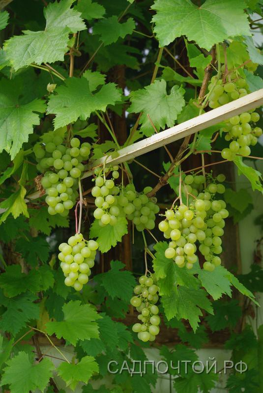 Виноград «Кристалл» - Технический, но вполне вкусный, высокоурожайный сорт винограда.- Раннего срока созревания.- Масса грозди 170-200 г. Ягоды желто-зеленые или белые с налетом, гармоничного вкуса- Зимостойкость повышенная, до -25-30°С.