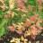 Стефанандра надрезаннолистная, Stephanandra incisa - Стефанандра надрезаннолистная, Stephanandra incisa, осенняя окраска листьев.
