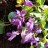 Фиалка сиреневая, Viola - Фиалка сиренево-белая, Viola, цветение.