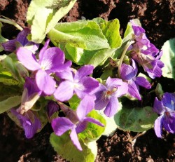 Фиалка сиреневая, Viola