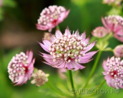Астранция крупная "Мулен Руж", Astrantia major
