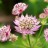 Астранция крупная "Мулен Руж", Astrantia major - Астранция крупная "Мулен Руж", Astrantia major