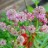 Астранция крупная "Мулен Руж", Astrantia major - Астранция крупная, Astrantia major, цветение.