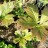 Роджерсия подофилловая, или стополистная, Rodgersia podophylla - Роджерсия подофилловая, или стополистная, Rodgersia podophylla, листья.