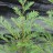 Кипарисовик туевидный, Chamaecyparis thyoides, местная, устойчивая форма - Кипарисовик туевидный, Chamaecyparis thyoides, местная, устойчивая форма