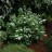 Спирея березолистная "Тор", Spiraea betulifolia "Tor" - Спирея березолистная "Тор", Spiraea betulifolia "Tor", фото plants.gertens.com