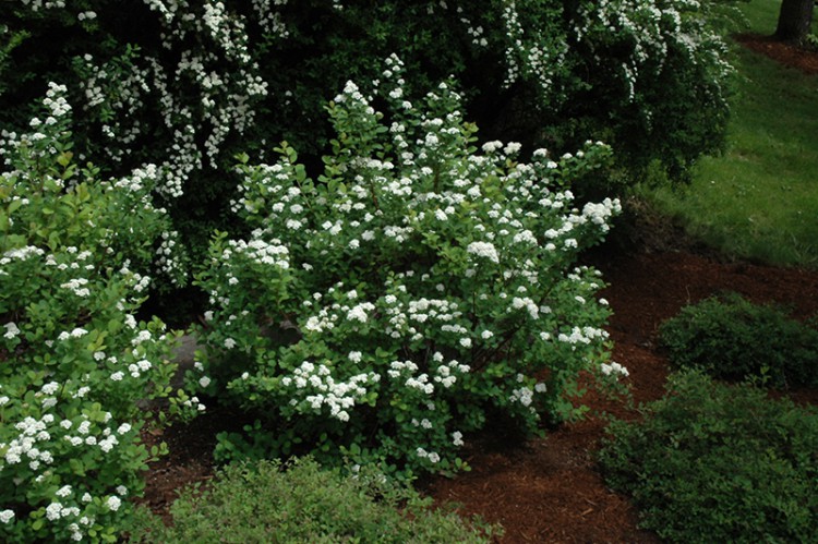Спирея березолистная "Тор", Spiraea betulifolia "Tor"