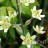Зигаденус  (антиклея) изящный, Zigadenus elegans, Anticlea elegans - Зигаденус  (антиклея) изящный, Zigadenus elegans, Anticlea elegans, цветы
