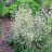Зигаденус  (антиклея) изящный, Zigadenus elegans, Anticlea elegans - Зигаденус  (антиклея) изящный, Zigadenus elegans, Anticlea elegans, ботсад