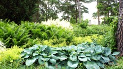Хоста Зибольда "Элеганс", Hosta Sieboldiana "Elegans", (№7-7)