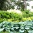 Хоста Зибольда "Элеганс", Hosta Sieboldiana "Elegans", (№7-7) - Хоста Зибольда "Элеганс", Hosta Sieboldiana "Elegans" в парке.