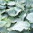 Хоста Зибольда "Элеганс", Hosta Sieboldiana "Elegans", (№7-7) - Хоста Зибольда "Элеганс", Hosta Sieboldiana "Elegans"