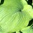 Хоста Зибольда "Элеганс", Hosta Sieboldiana "Elegans", (№7-7) - Хоста Зибольда "Элеганс", Hosta Sieboldiana "Elegans",  лист.