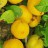 Айва японская,  Chaenomeles japonica - Chaenomeles_fruits_29m0o33.jpg