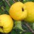 Айва японская,  Chaenomeles japonica - Chaenomeles_fruits4ww0.jpg