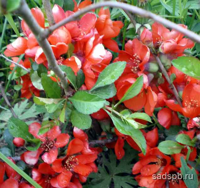 Айва японская,  Chaenomeles japonica Плодовый и декоративный кустарник, хорошо растущий и плодоносящий в условиях Северо-запада.
- Японская айва замечательна роскошным цветением и обильным плодоношением. 
- Плодоношение начинается на третий - четвертый год.
- Плоды используются для варения и как деликатесная добавка к компотам. 
- Как декоративное растение используется в одиночных, групповых, бордюрных посадках, а так же для создания низких живых изгородей.