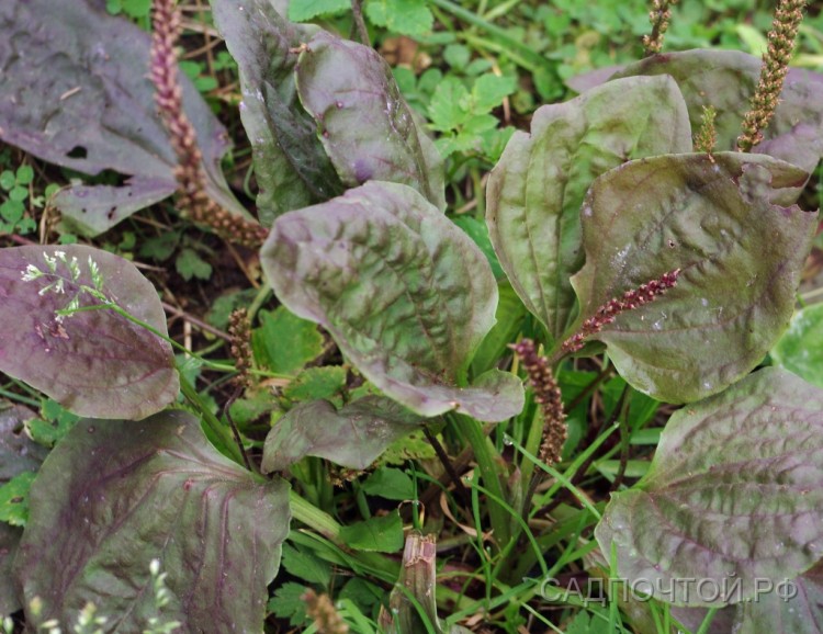 Подорожник большой, форма с пурпурными листьями, Plantago major f. atropurpurea