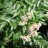 Рябина бузинолистная, Sorbus sambucifolia - Рябина бузинолистная, Sorbus sambucifolia, цветение.