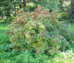 Рябина бузинолистная, Sorbus sambucifolia