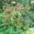 Рябина бузинолистная, Sorbus sambucifolia - Рябина бузинолистная, Sorbus sambucifolia