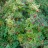 Рябина бузинолистная, Sorbus sambucifolia - Рябина бузинолистная, Sorbus sambucifolia с плодами.
