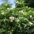 Рябина бузинолистная, Sorbus sambucifolia - Рябина бузинолистная, Sorbus sambucifolia, цветущий куст.