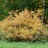 Рябина бузинолистная, Sorbus sambucifolia - Рябина бузинолистная, Sorbus sambucifolia осенью.