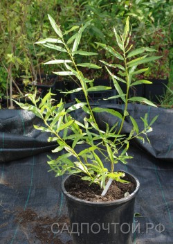 Ива кангинская, Salix kangensis