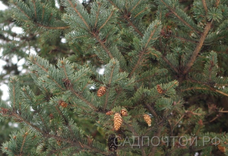 Ель сизая или канадская, ф. Густая, Picea glauca var.Densata 