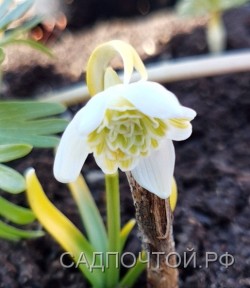 Подснежник или галантус белоснежный "Флоре Плено", Galanthus nivalis "Flore Pleno"