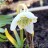 Подснежник или галантус белоснежный "Флоре Плено", Galanthus nivalis "Flore Pleno" - Подснежник или галантус белоснежный "Флоре Плено", Galanthus nivalis "Flore Pleno"