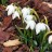 Подснежник или галантус белоснежный "Флоре Плено", Galanthus nivalis "Flore Pleno" - Подснежник или галантус белоснежный "Флоре Плено", Galanthus nivalis "Flore Pleno", цветущие растения.