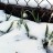 Подснежник или галантус белоснежный "Флоре Плено", Galanthus nivalis "Flore Pleno" - Подснежник или галантус белоснежный "Флоре Плено", Galanthus nivalis "Flore Pleno", не боятся заморозков.