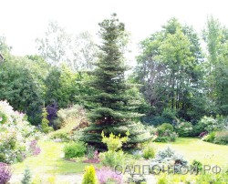 Пихта корейская,  Abies koreana