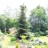 Пихта корейская,  Abies koreana - Пихта корейская,  Abies koreana