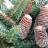 Пихта корейская,  Abies koreana - Пихта корейская,  Abies koreana