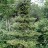 Пихта корейская,  Abies koreana - Пихта корейская,  Abies koreana