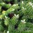 Пихта корейская,  Abies koreana - Пихта корейская,  Abies koreana, весной