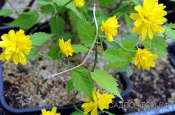 Керрия  японская, махровая форма, Кerria japonica