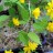 Керрия  японская, махровая форма, Кerria japonica - Керрия  японская, махровая форма, Кerria japonica, ветвь с цветами.