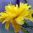 Керрия  японская, махровая форма, Кerria japonica - Керрия  японская, махровая форма, Кerria japonica, цветок.