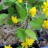 Керрия  японская, махровая форма, Кerria japonica - Керрия  японская, махровая форма, Кerria japonica