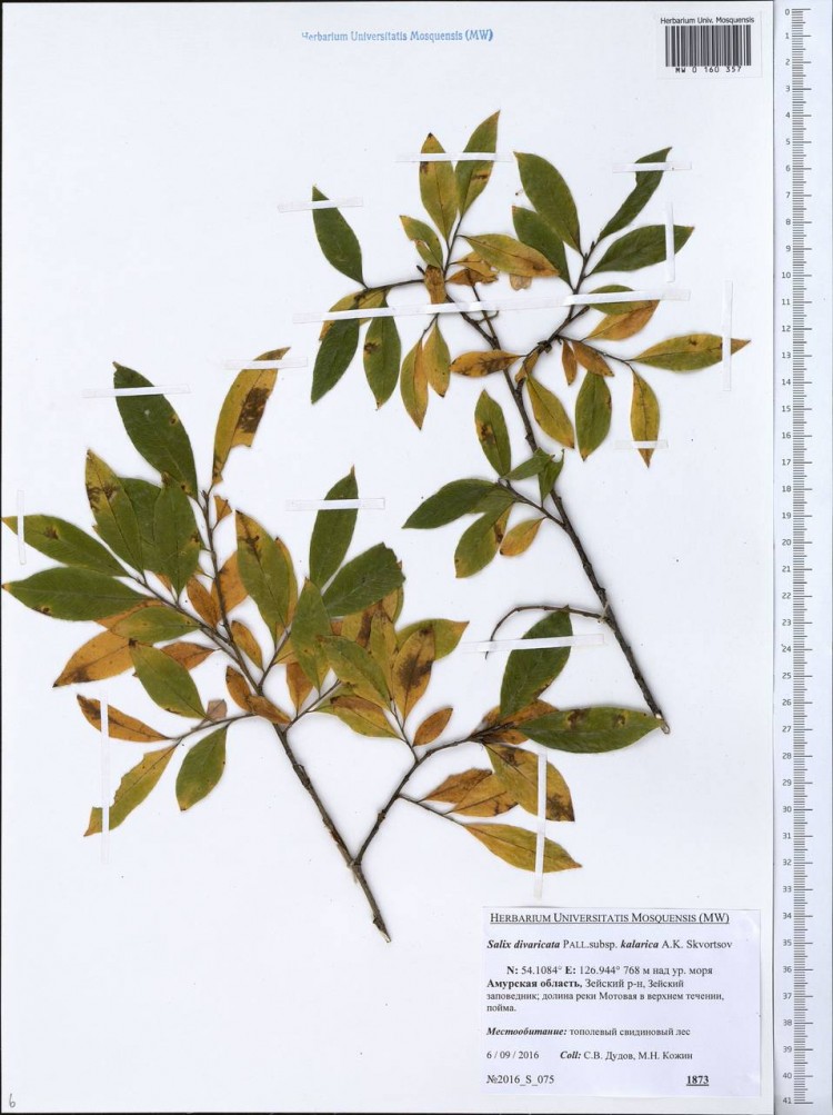 Ива каларская, Salix kalarica
